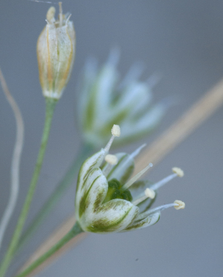 Allium symiacum: Λεπτομέρεια άνθους στο φυσικό του ενδιαίτημα, Σύμη 14 Νοεμβρίου 2015, Φωτ.: X. Γαλανός (Willdenowia 47.2: 107-113)