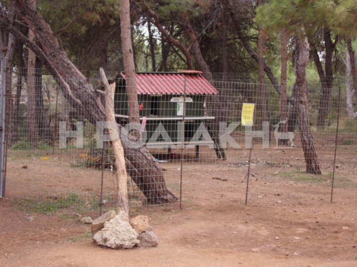 Το γατόσπιτο στην Καλλιθέα