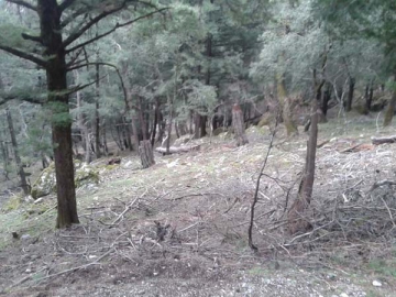 Συνελήφθησαν να κόβουν ξύλα στον ʼγιο Σουλά