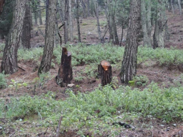 Παράνομη υλοτομία στον Προφήτη Ηλία καταγγέλλει  ο σύλλογος Περιβάλλοντος