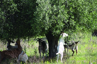 Τις 40.000 φτάνουν στο νησί τα αδέσποτα αιγοπρόβατα