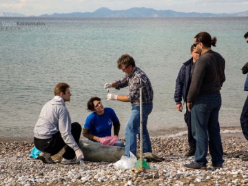 Μάχη για τη σωτηρία της φώκιας που  ξαναβγήκε στη στεριά