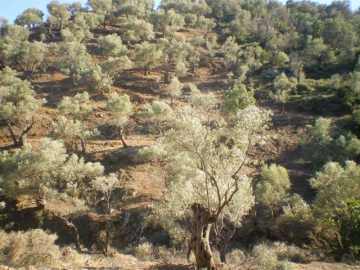 Σε διαβούλευση το πρόγραμμα για  την αγροτική ανάπτυξη των νησιών μας