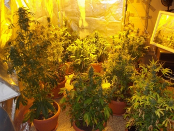 Συνελήφθη 24χρονος για υδροπονική καλλιέργεια δενδρυλλίων κάνναβης 