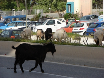 Τσάρκα στην Εθνική Οδό Ρόδου - Λίνδου βγήκε κοπάδι με κατσίκια και τράγους