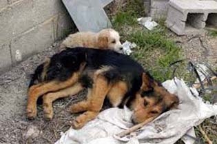 Ο Σκύλος της Πελοποννήσου 2009-12/4/2013 (ένας φόρος τιμής στους εγκαταλελειμμένους σκύλους της Ελλάδας)