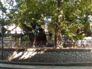 Στο μικροσκόπιο  ο πλάτανος  του Ιπποκράτη