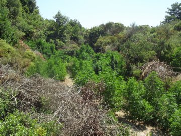 Προφυλακίστηκαν και οι τρεις για την φυτεία με τα χασισόδενδρα