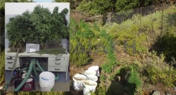 Συνελήφθη 74χρονος με χασισοφυτεία στις 7 ΠΗΓΕΣ