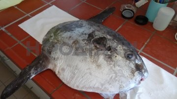 Σπάνιο φεγγαρόψαρο  αλιεύτηκε  στο Πρασονήσι