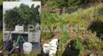 Ελεύθερος με όρους  αφέθηκε ο 74χρονος με τα χασισόδεντρα 