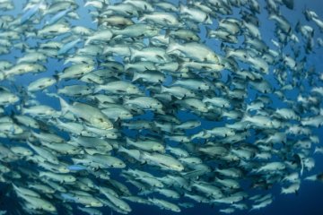 SOS για τη Μεσόγειο: Μειώνονται συνεχώς τα ψάρια