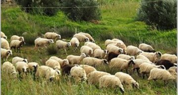 Σε καραντίνα τα Δωδεκάνησα λόγω του καταρροϊκού πυρετού