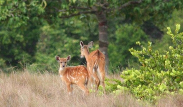 Μεγάλες ζημιές από τα ελάφια σε αγροτικές καλλιέργειες στη Ρόδο