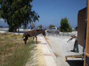 Στον ιδιοκτήτη του θα επιστρέψει  υπό προϋποθέσεις το γαϊδουράκι