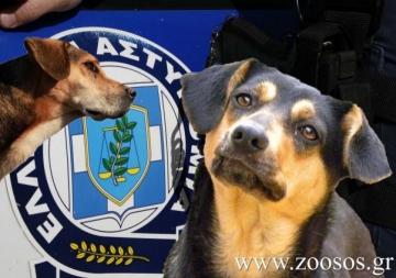 Νέα εγκύκλιος της ΕΛ.ΑΣ. για να συλλαμβάνονται όσοι κακοποιούν ζώα