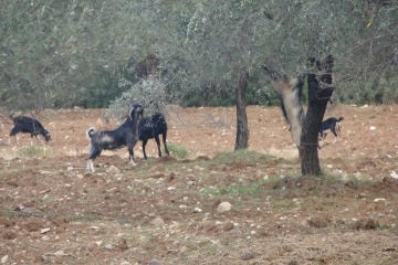 Καταστροφές και δυσφήμιση  από τα «αδέσποτα»