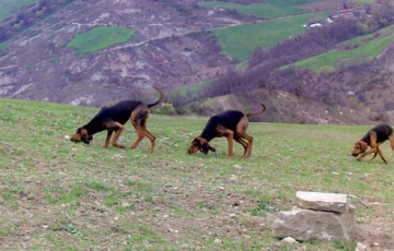Κτηνιατρικές προϋποθέσεις για την έκδοση άδειας κυνηγιού