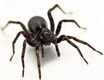 Απεβίωσε 62χρονος που τσιμπήθηκε πιθανόν από αράχνη!