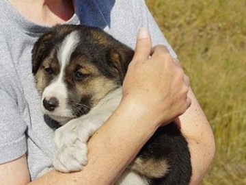 Ποιά είναι τα όρια της φιλοζωίας;