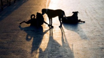 Ανεξέλεγκτες διαστάσεις εμφανίζει η κακοποίηση ζώων στην Ελλάδα 
