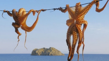 Συνελήφθη στην Πάτμο ερασιτέχνης ψαράς επειδή αλίευσε 22 κιλά χταπόδια