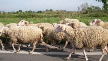 Δηλητηρίασαν κοπάδι με πρόβατα στα Μάσσαρι