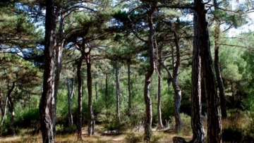 WWF: «Κατεδαφίζεται» η περιβαλλοντική νομοθεσία στην Ελλάδα