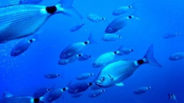 SOS εκπέμπει η Μεσόγειος για την εισβολή ξενικών ειδών