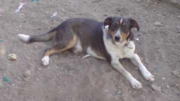 Στον εισαγγελέα η δικογραφία για την κακοποίηση ζώου