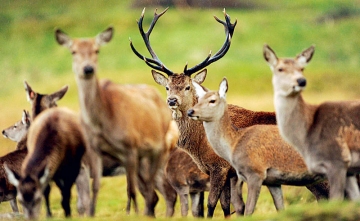Για να εξασφαλίσουμε τροφή για τα ελάφια, να καλλιεργήσουμε εκτάσεις σε ορεινές περιοχές