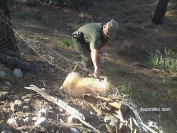 Ελάφι ξεψύχησε σε θανατηφόρο περίφραξη στη Ρόδο