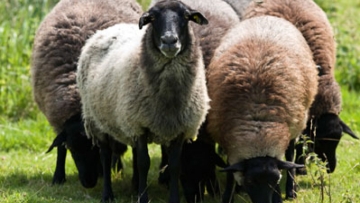 Ζημιά 2.500 ευρώ απο αδέσποτα πρόβατα