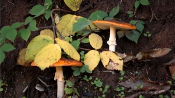 «Επιδημία» δηλητηριάσεων από άγρια μανιτάρια - καμπανάκι από τον ΕΦΕΤ