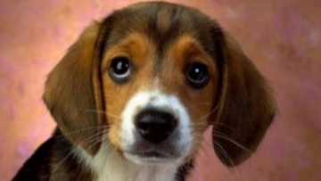 Συνελήφθη ο 70χρονος που φέρεται ως ο δράστης που σκότωσε το κουτάβι