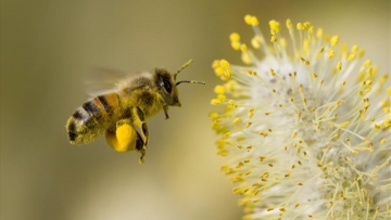 Η κλιματική αλλαγή αποσυντονίζει τις μέλισσες