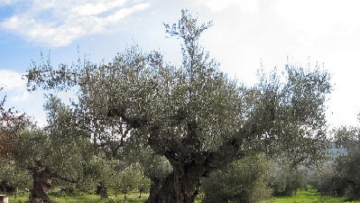 Εκπαιδευτικές εκδρομές μαθητών για... μάζεμα ελιών