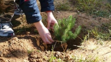Την Κυριακή η Ρόδος φυτεύει 3.000 δέντρα στον Καταραμένο!
