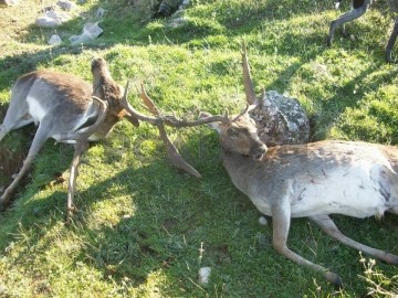 Μάχη μέχρι θανάτου με δύο αρσενικά ελάφια στη Ρόδο