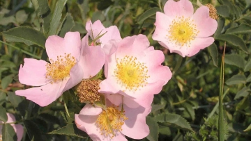 Ροδή η κυνορροδή (ROSA CANINA)