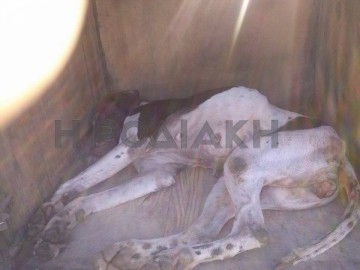 Συνελήφθη βοσκός στη Ρόδο που έβαζε δηλητήρια σκορπώντας τον θάνατο