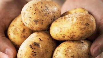 Χορήγηση στρεμματικής ενίσχυσης για τους καλλιεργητές πατάτας, εσπεριδοειδών και φασολιών
