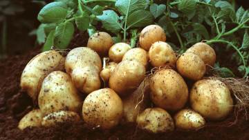 Οι αιτήσεις για χορήγηση στρεμματικής ενίσχυσης για τους καλλιεργητές  πατάτας