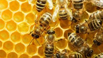 «Φτερά» έκαναν 15 κυψέλες με μέλισσες από το Μαστιχάρι της Κω