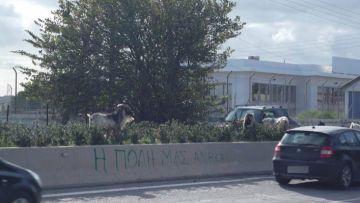 Στη δικαιοσύνη θα παραπεμφθούν οι βοσκοί που δεν επιτηρούν τα κοπάδια τους