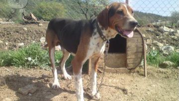 Εκπαιδευτήριο λαγόσκυλων απο τον κυνηγετικό σύλλογο