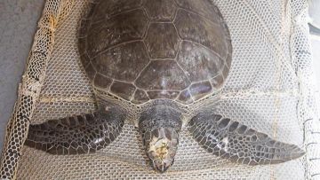 Επιχείρηση διάσωσης  τραυματισμένης χελώνας στη Ρόδο