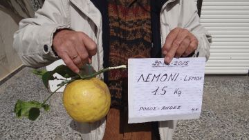 Λεμόνι  τεραστίων διαστάσεων  καλλιέργησε στη Ρόδο ένας 80χρονος