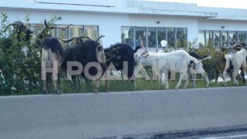 Την παρέμβαση Εισαγγελέα ζήτησε ο δήμος Ρόδου για τα αδέσποτα κατσίκια