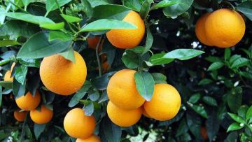 Γιορτή πορτοκαλιού στα Μάσσαρι